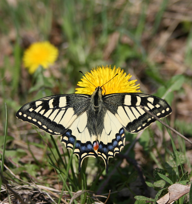 vidlochvost fenyklový Papilio machaon