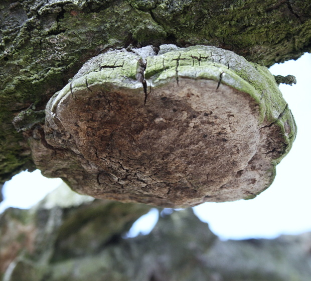 ohňovec slivkový Phellinus pomaceus (Pers.) Maire