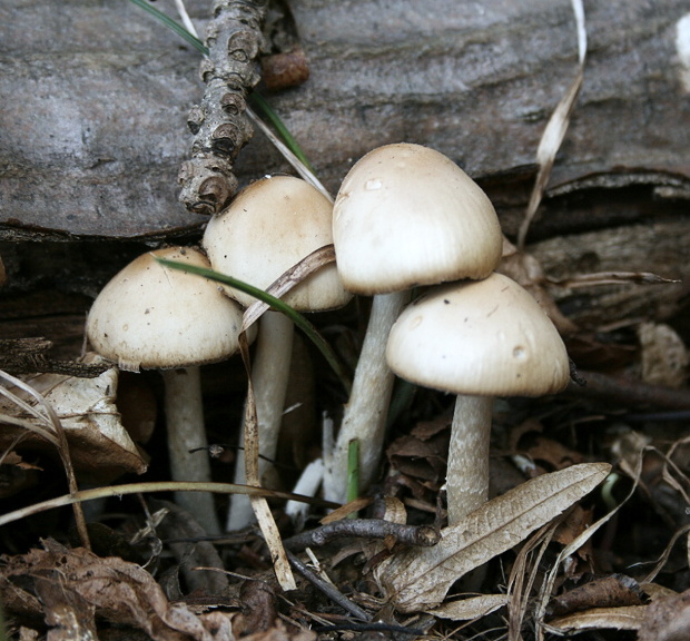 drobuľka hnedosivá Psathyrella spadiceogrisea (Schaeff.) Maire