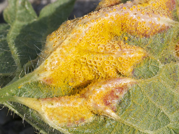 hrdza Puccinia urticata F. Kern