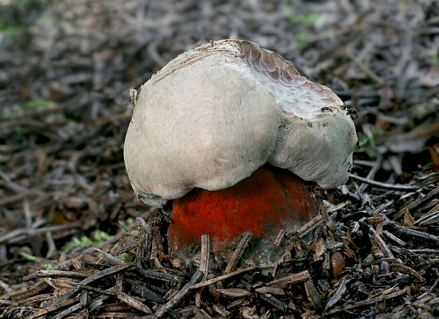 hríb úhľadný horský Rubroboletus rubrosanguineus (Cheype) Kuan Zhao & Zhu L. Yang