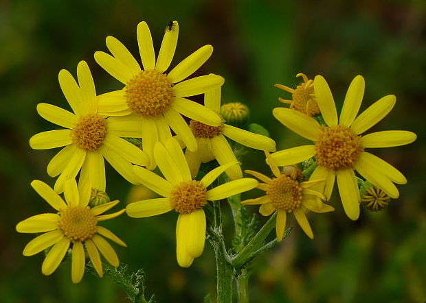 starček jarný Senecio vernalis Waldst. et Kit.