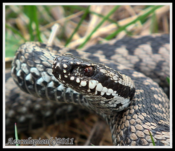 vretenica severná Vipera berus