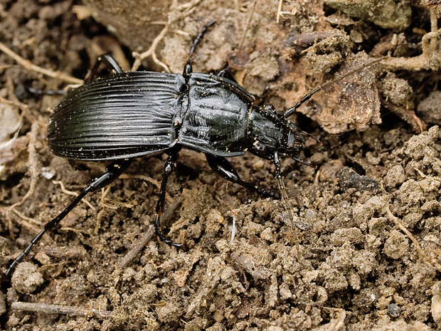 utekacik Abax parallelepipedus