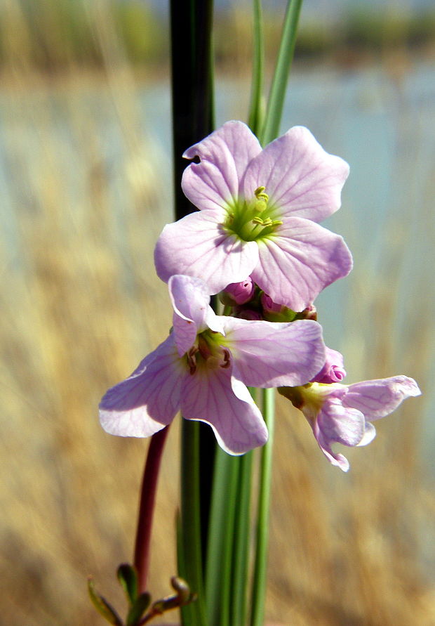 žerušnica lúčna. Cardamine pratensis L.