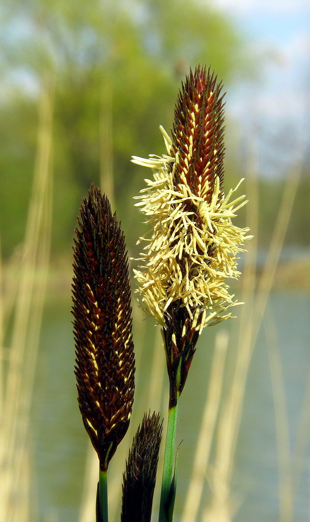 ostrica Carex sp.