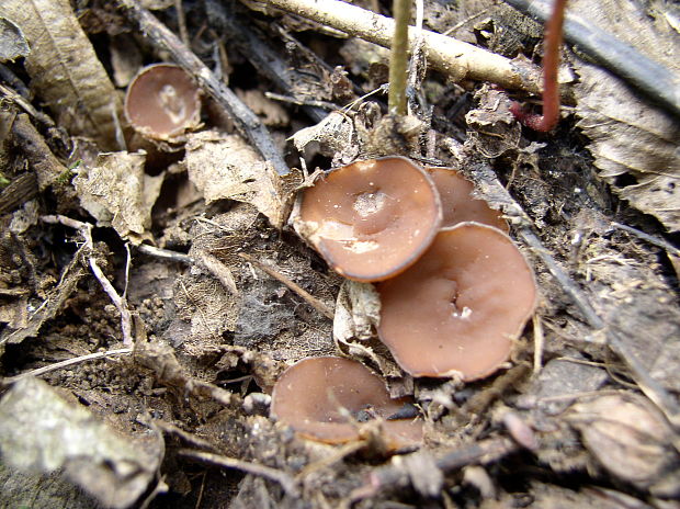 hľuznatka veternicová Dumontinia tuberosa (Bull.) L.M. Kohn