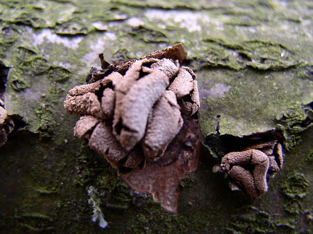 dutinovka otrubnatá Encoelia furfuracea (Roth) P. Karst.