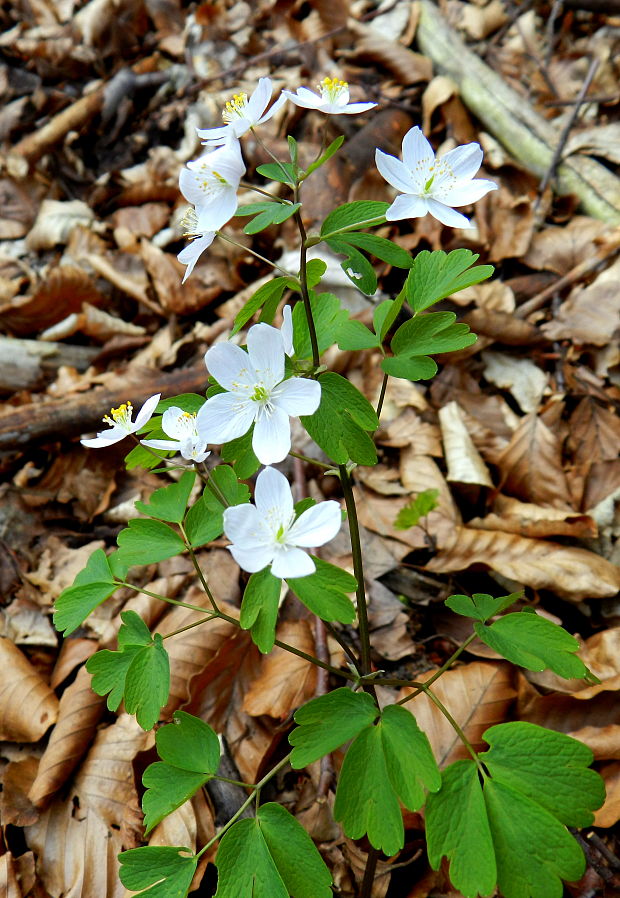 veterník žltuškovitý Isopyrum thalictroides L.