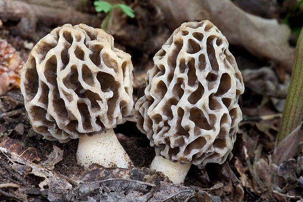 smrčok jedlý Morchella esculenta (L.) Pers.