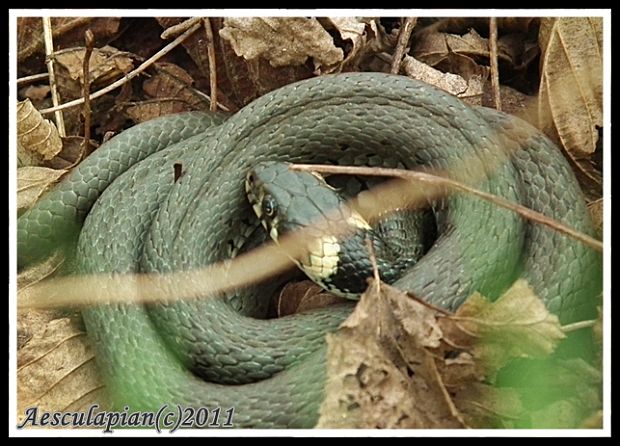 užovka obojková Natrix natrix