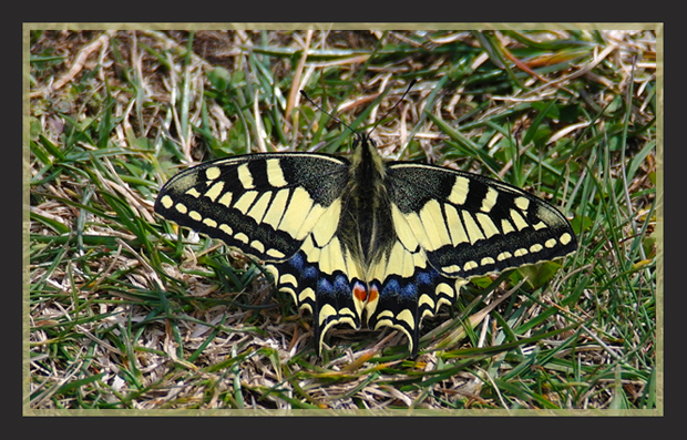 vidlochvost feniklový Papilio machaon