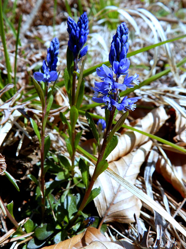 horčinka horká Polygala amara L.