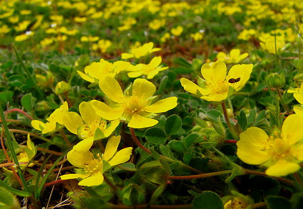 nátržník  Potentilla sp. L.