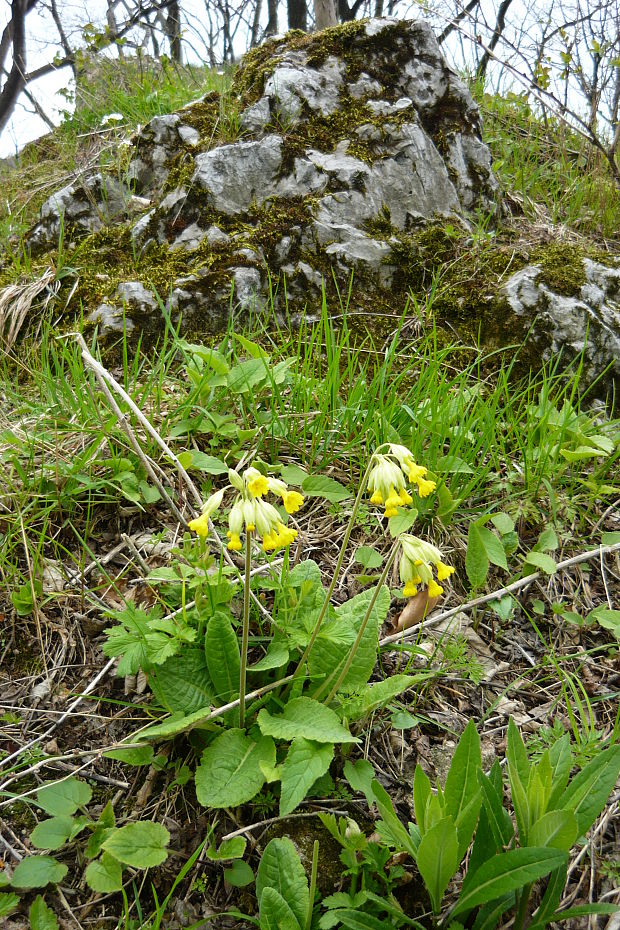 prvosienka jarná Primula veris L.