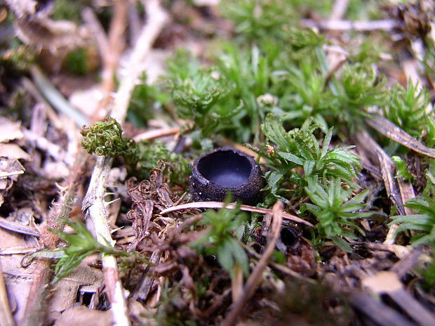 misôčka černastá Pseudoplectania nigrella (Pers.) Fuckel