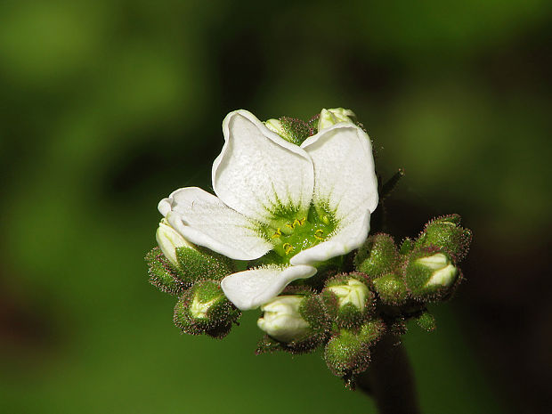 lomikameň cibuľkatý Saxifraga bulbifera L.