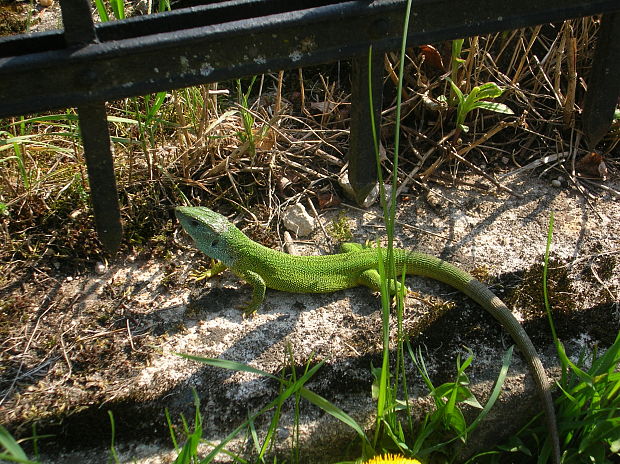 jašterica zelená lacerta viridis