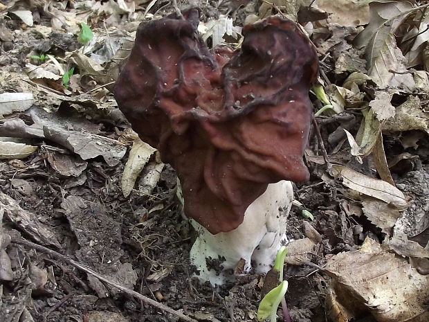 ušiak zväzkovitý   Gyromitra fastigiata