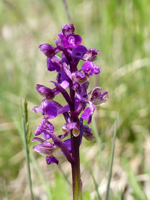 červenohlav obyčajný Anacamptis morio (L.) R. M. Bateman, A. M. Pringeon & M. W. Chase