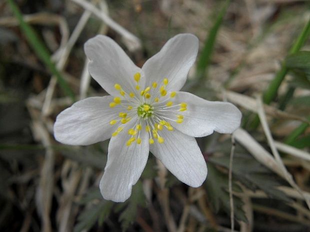 veternica hájna Anemone nemorosa L.