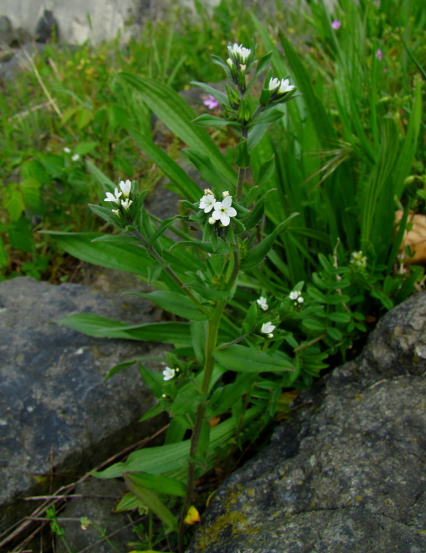 kamienka roľná Buglossoides arvensis