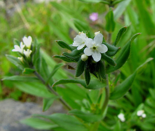 kamienka roľná Buglossoides arvensis