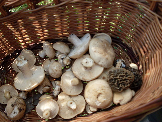 čírovnica májová Calocybe gambosa (Fr.) Donk