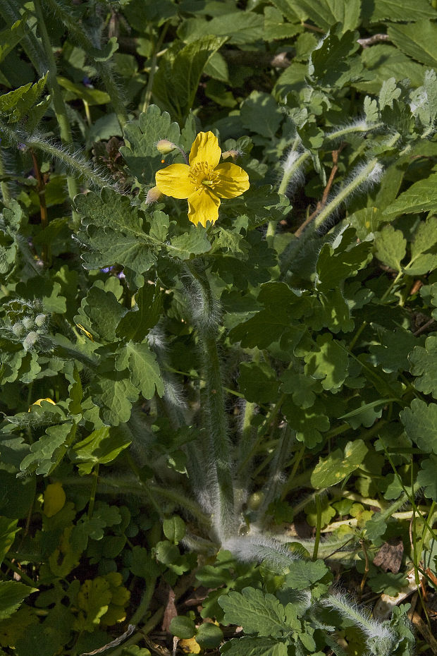 lastovičník väčší Chelidonium majus L.