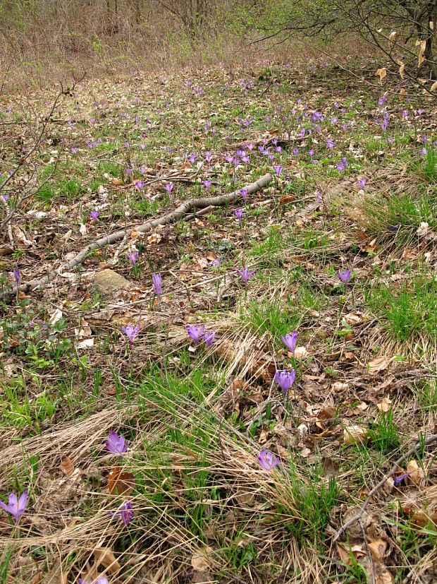 šafran Crocus sp.