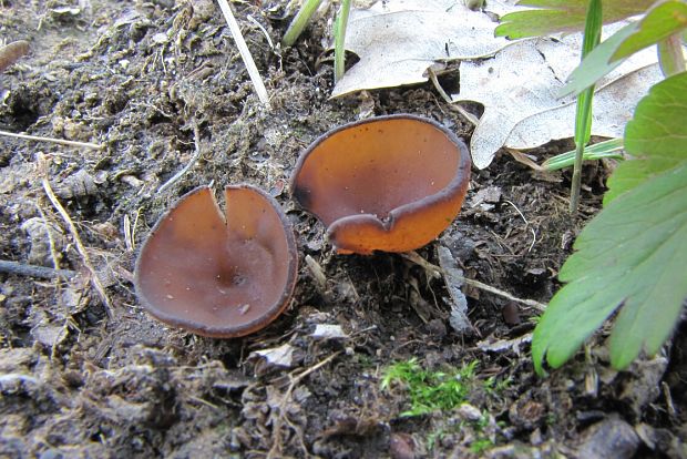 hľuznatka veternicová Dumontinia tuberosa (Bull.) L.M. Kohn