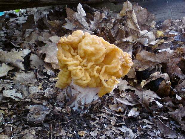 ušiak obrovský Gyromitra gigas (Krombh.) Cooke