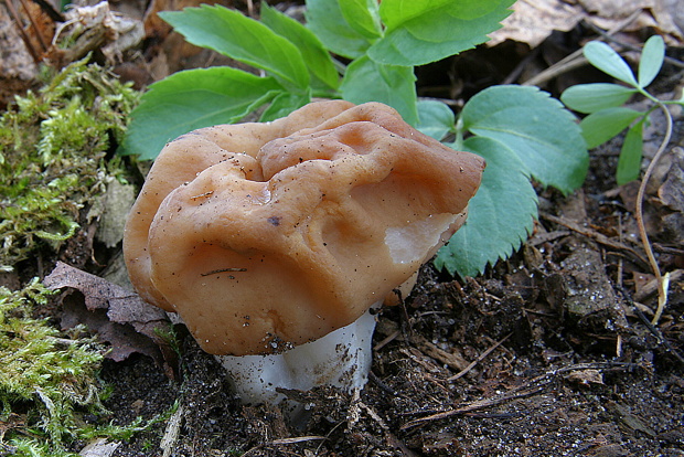 ušiak obrovský Gyromitra gigas (Krombh.) Cooke