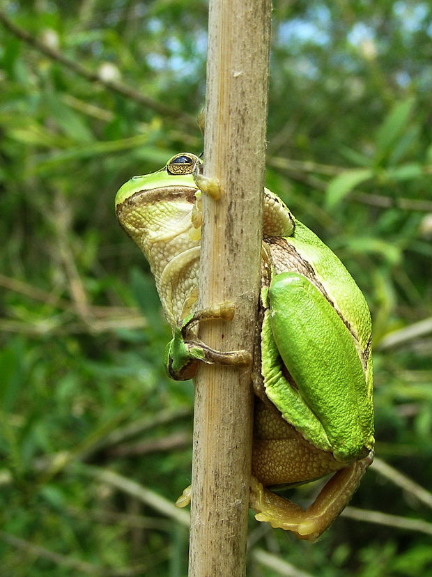 rosnička zelená Hyla arborea