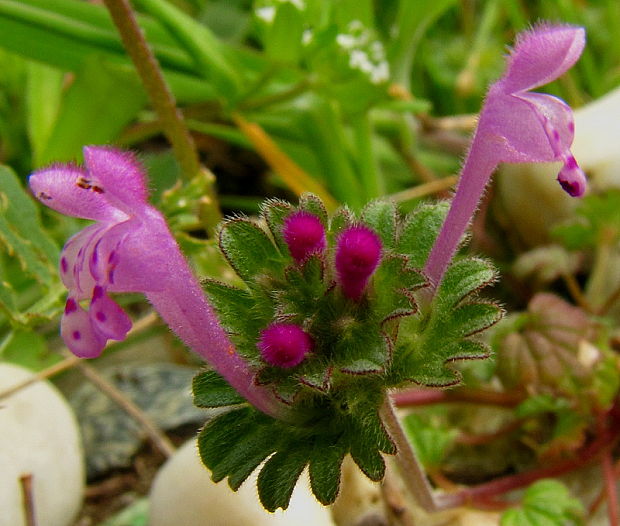 hluchavka objímavá Lamium amplexicaule L.