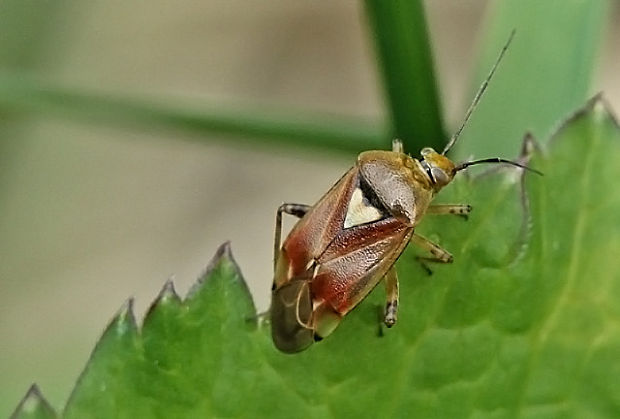 bzdôška Lygus pratensis