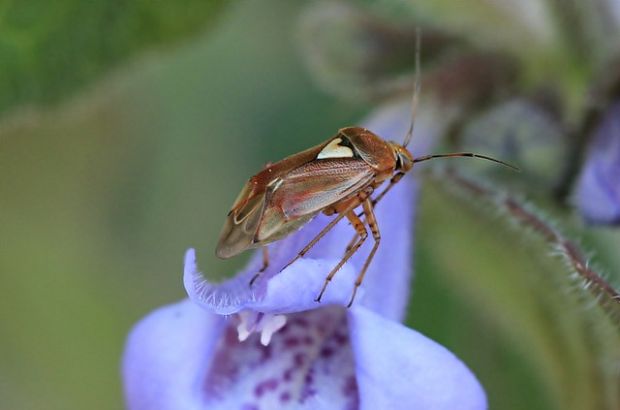 bzdôška Lygus pratensis