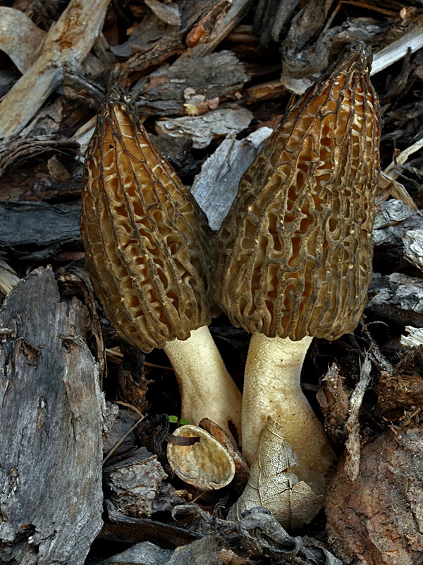 smrčok kužeľovitý Morchella conica Pers.