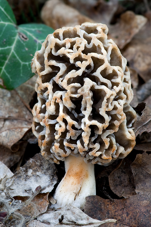 smrčok jedlý Morchella esculenta (L.) Pers.