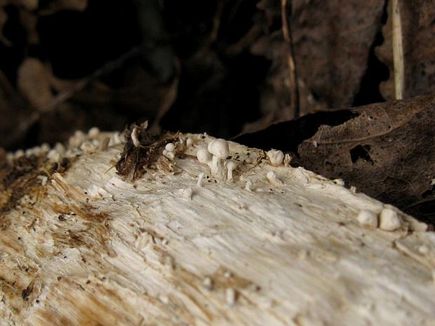 rohovinovka obyčajná Onygena equina (Willd.) Pers.