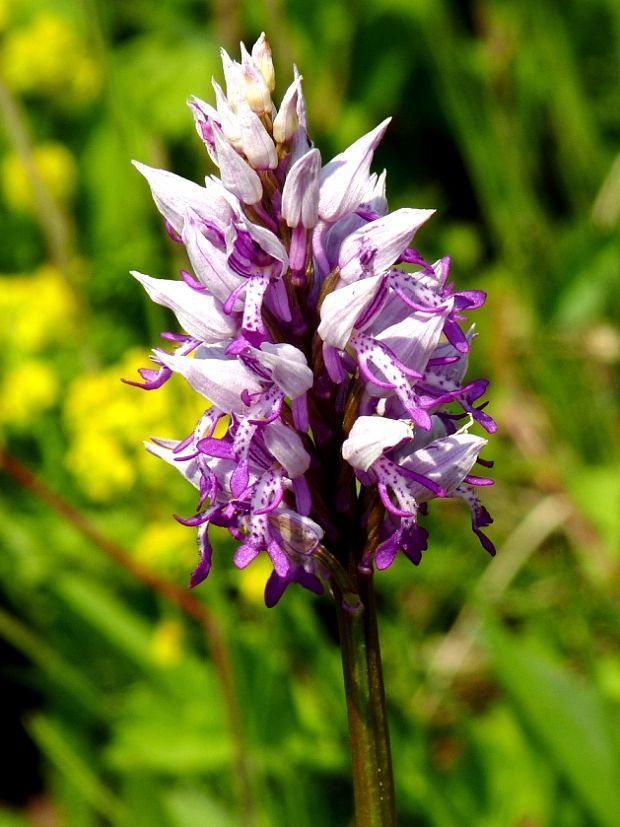 vstavač vojenský Orchis militaris L.