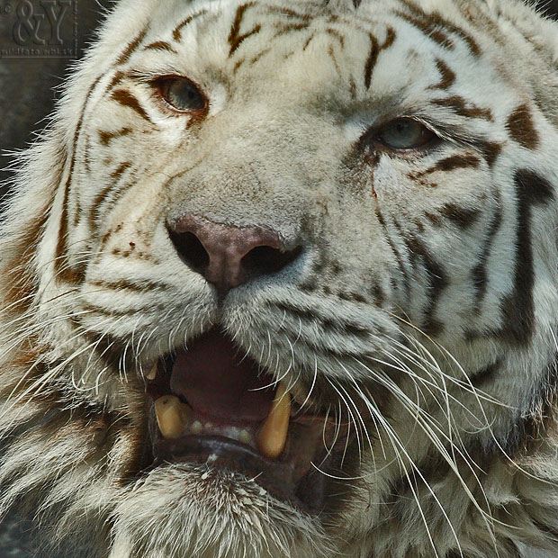 Tiger Panthera tigris