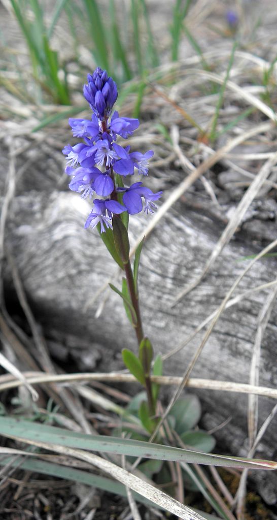 horčinka obyčajná Polygala vulgaris L.