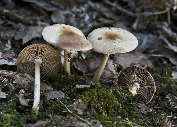 drobuľka hnedosivá Psathyrella spadiceogrisea (Schaeff.) Maire