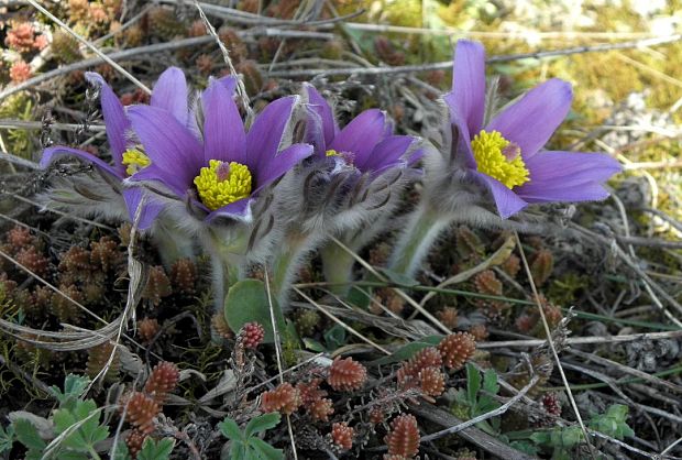 poniklec slovenský Pulsatilla slavica Reuss