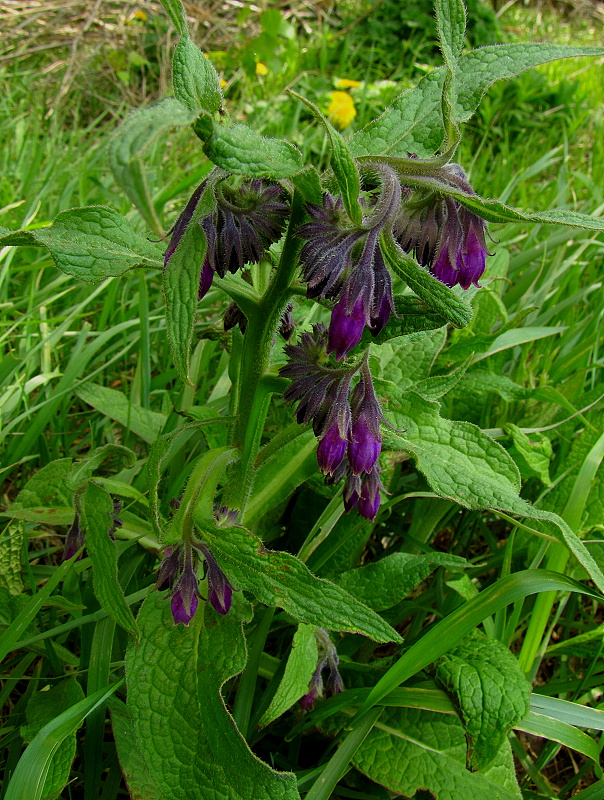 kostihoj  Symphytum sp. F. W. Schmidt