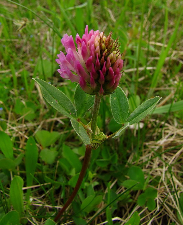 ďatelina Trifolium sp.