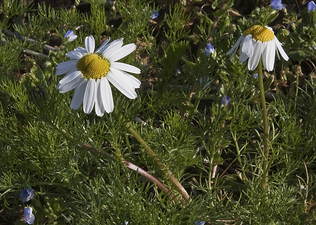 parumanček nevoňavý Tripleurospermum perforatum (Mérat) M. Lainz