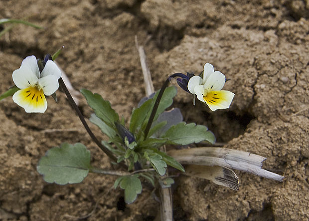 fialka roľná Viola arvensis Murray