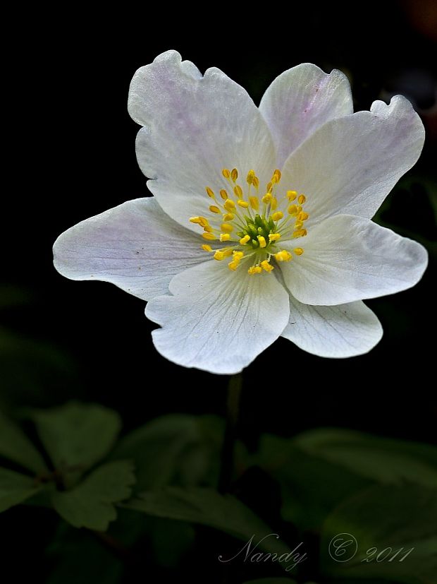 veternica hájna Anemone nemorosa L.